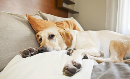狗狗胀气的症状:狗狗突然剧烈喘气是逆向喷嚏吗？