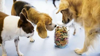 泰迪狗狗不喜欢吃福摩狗粮:泰迪狗狗，如果不想喂狗粮的话,,那它可以吃什么主食？还有狗除了打疫苗,吃驱虫药,还有没必须要做的事