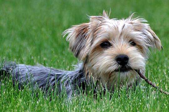 狗狗舔地板:遛狗时狗狗总是到处乱闻，舔地上的垃圾尿液，该如何让他慢慢改掉这个习惯呢？