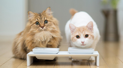 猫可以吃人吃罐头吗，小猫多大可以开始吃罐头？
