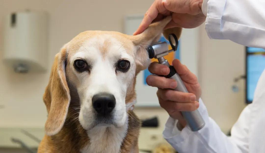 狗狗眼睑内翻:狗狗常见四大眼部疾病，为你解答发病的症状与治疗方法