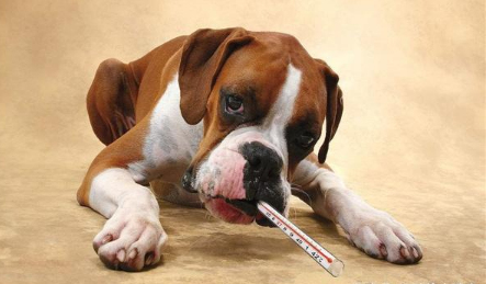 狗狗导尿剂:我家小边牧不会自己尿尿，网上有狗狗厕所、导尿剂、导尿片。不知道哪个比较有用？急